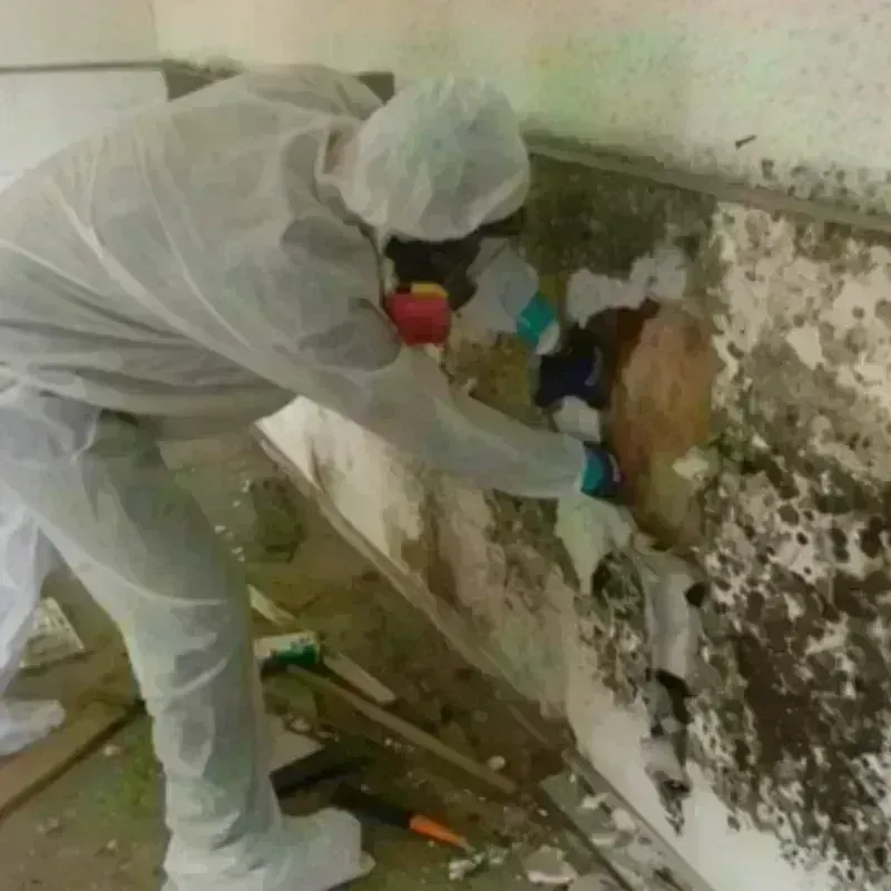 Mold Remediation and Removal in Prairie County, MT